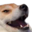 doge_laugh