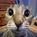 shock