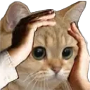 ohnokitty