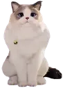 Psycat_Sit_1