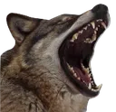 wolf_scream