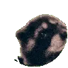 ALG_Racoon