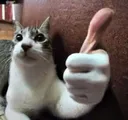 thumbsupcat