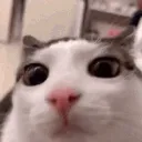 plink plink
