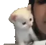 kissy