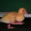 spedrun