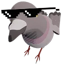 pigeonlife