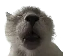 normalcat normalcat