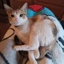 Patches_Stare