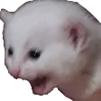 catScream
