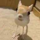 Jerboa