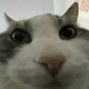 CatLook