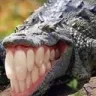 CrockGrin