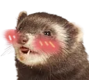 ferret_blush