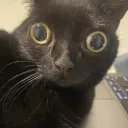 00 Cat 00_cat Discord Emoji