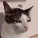 sus_cat