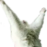 praise praise