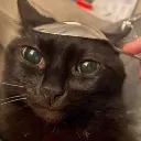 thiscatisfuckedupbruh