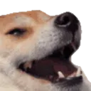 dog_heh dog_heh