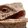 lizardlaugh