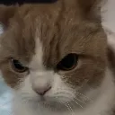 Madcat MadCat Discord Emoji