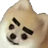eyebrowsdoggo