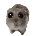skrunk