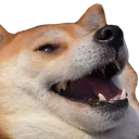 _wDogKEK _wDogKEK
