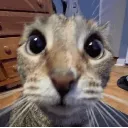 hola