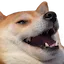 Doghaha