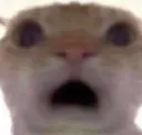 yotofear