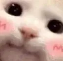 cat_shy