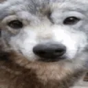 pawtismexplosion