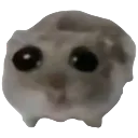 sadhamster