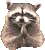 raccoon_excellent_yes