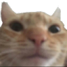 ccgg_catstare Discord emoji