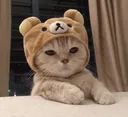 CuteCat