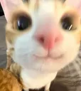 cat_happi