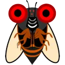 cicada