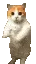 cattwo