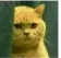 cat_angry