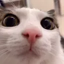 plink