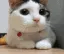 pov_nocat
