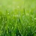 Gras