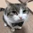 Busy_Cat Busy_Cat