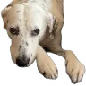 LilyBeg