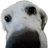 LilySnoot
