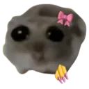 kewsadhamster