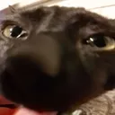 stare