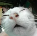 cat_dead